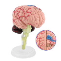 Anatomiczny model mózgu człowieka w wersji kolorowej na statywie