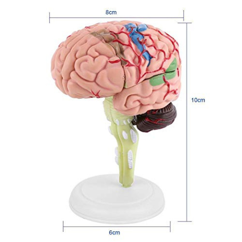 Anatomiczny model mózgu człowieka w wersji kolorowej na statywie