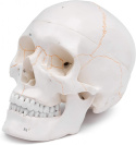 czaszka człowieka