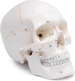 Czaszka człowieka model anatomiczny 3 częściowy