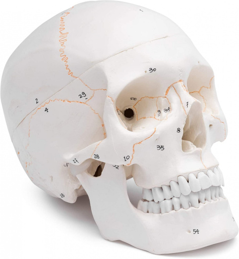 czaszka człowieka