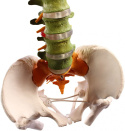 Kręgosłup ludzki z miednicą szczegółowa prezentacja anatomiczna
