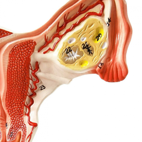 Macica budowa model anatomiczny w wersji kolorowej