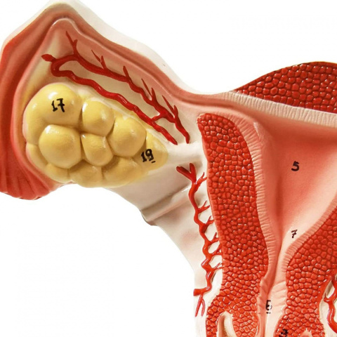 Macica budowa model anatomiczny w wersji kolorowej