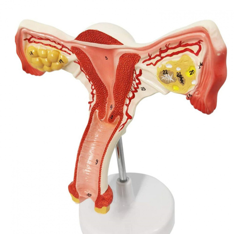 Macica budowa model anatomiczny w wersji kolorowej