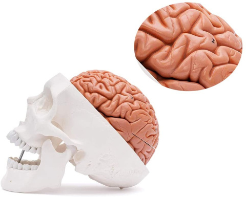 Model czaszki ludzkiej i mózg naturalna proporcja