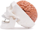 Model czaszki ludzkiej i mózg naturalna proporcja