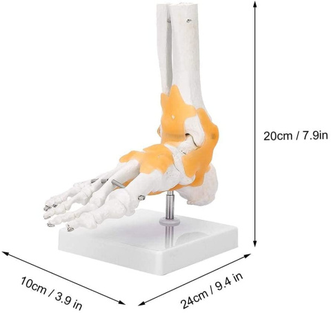 Stopa ludzka z więzadłami model anatomiczny do prezentacji