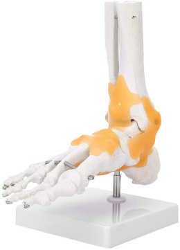 Stopa ludzka z więzadłami model anatomiczny do prezentacji