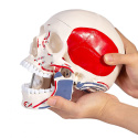 Szkielet czaszka model anatomiczny kolorowy do dydaktyki