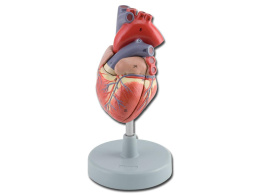 Zestaw serce model ludzki anatomiczny w wersji kolorowej na statywie