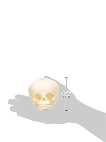 Czaszka dziecka model anatomiczny naukowy