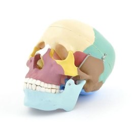 Czaszka ludzka szkielet w wersji kolorowej dla studentów i uczniów