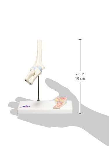 Staw łokciowy ludzki model anatomiczny szkieletowy