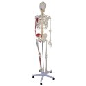 Szkielet człowieka z mięśniami model anatomiczny