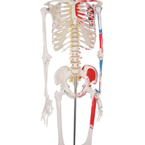 Szkielet człowieka z mięśniami model anatomiczny