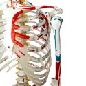 Szkielet człowieka z mięśniami model anatomiczny