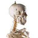 Szkielet ludzki model anatomiczny naturalnej wielkości