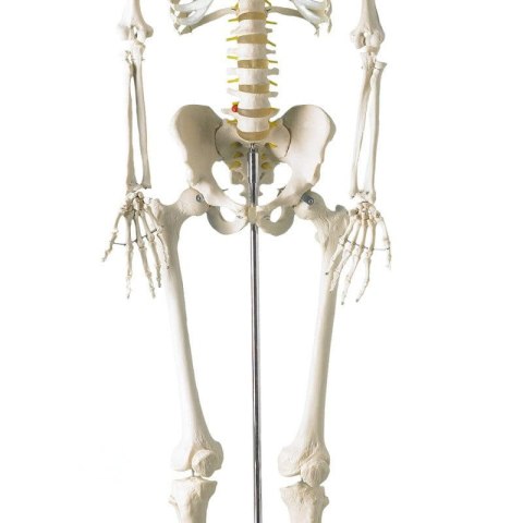 Szkielet ludzki model anatomiczny naturalnej wielkości