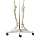Szkielet ludzki model anatomiczny naturalnej wielkości