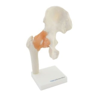 Szkielet stawu biodrowego model anatomiczny