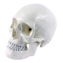Model czaszki człowieka dydaktyczna biała do lekcji anatomii