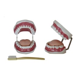 Model jamy ustnej człowieka z uzębieniem plus szczoteczka do zębów