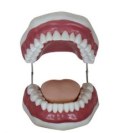 Model jamy ustnej człowieka z uzębieniem plus szczoteczka do zębów
