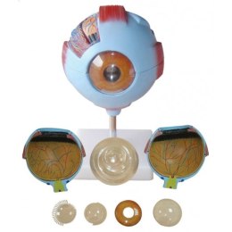 Model oka ludzkiego wersja duża na statywie kolorowa