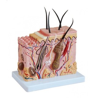 Model skóry człowieka w powiększeniu z podstawą