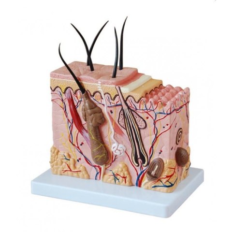 Model skóry człowieka w powiększeniu z podstawą
