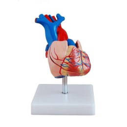 Serce człowieka model anatomiczny na statywie kolorowy