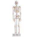 Szkielet ludzki model anatomiczny 45 cm