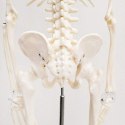 Szkielet ludzki model anatomiczny 45 cm