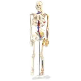 Model szkieletu człowieka z nerwami i naczyniami