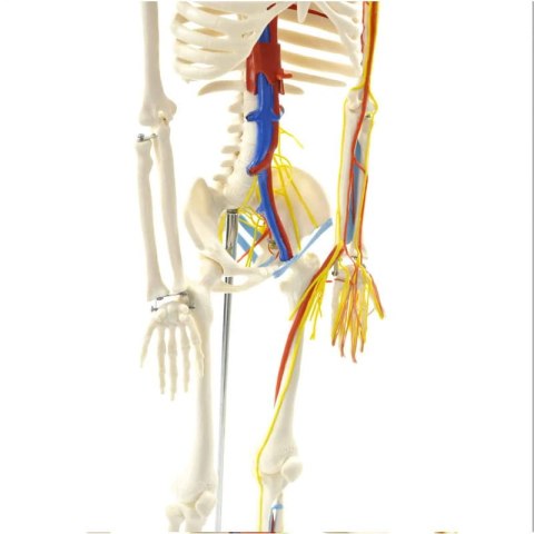 Model szkieletu człowieka z nerwami i naczyniami