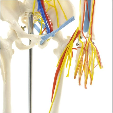 Model szkieletu człowieka z nerwami i naczyniami