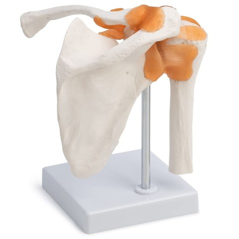 Kość przedramienia człowieka szkielet model anatomiczny