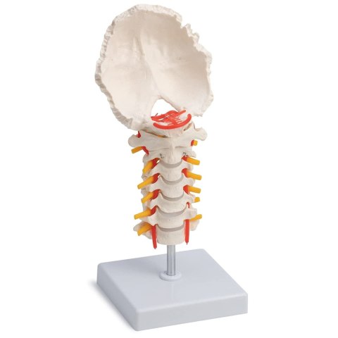Kręgosłup szyjny ludzki model szkieletowy
