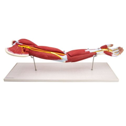 Mięśnie ramienia model anatomiczny