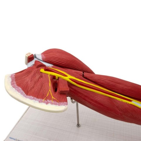 Mięśnie ramienia model anatomiczny