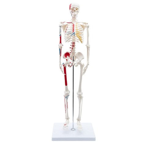 Szkielet człowieka 85 cm model anatomiczny malowany