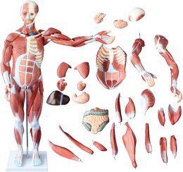 Anatomiczny model człowieka 27 części