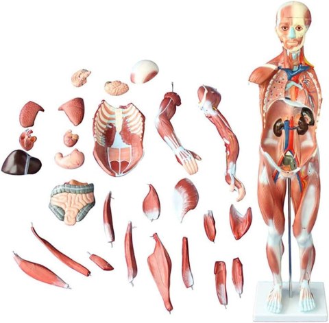 Anatomiczny model człowieka 27 części