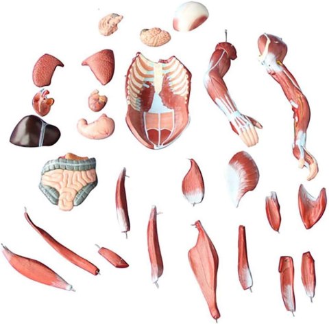 Anatomiczny model człowieka 27 części