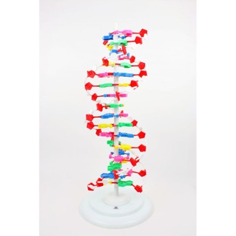 Model DNA kolorowy