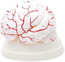 Model mózgu z tętnicami 8 części