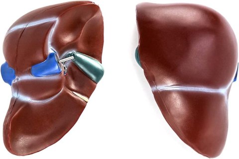 Model wątroby z trzustką oraz dwunastnicą