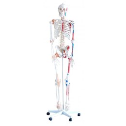 Szkielet człowieka z mięśniami i wiązadłami MA-101A