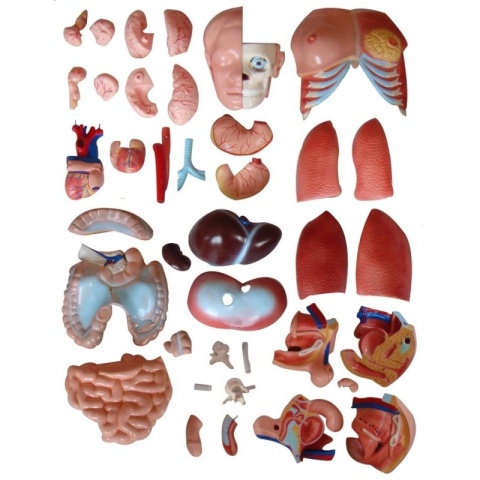 Tułów człowieka model anatomiczny 40 częściowy